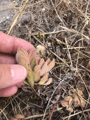 Crassula ciliata
