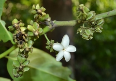 Diospyros paniculata