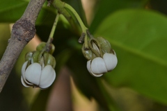 Diospyros paniculata