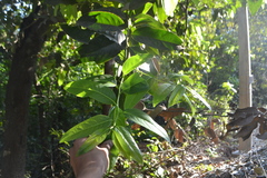 Diospyros paniculata