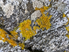 Xanthoria parietina