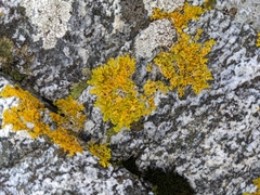 Xanthoria parietina