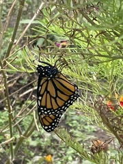 Danaus plexippus