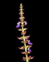 Coleus monostachyus