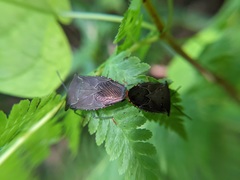 Piezosternum subulatum