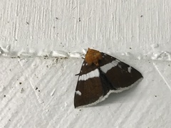 Buzara infractafinis