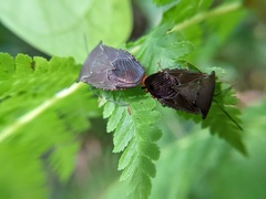 Piezosternum subulatum