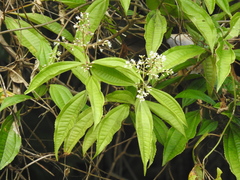 Miconia prasina