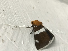 Buzara infractafinis