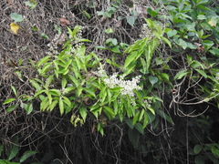 Miconia prasina