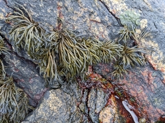 Pelvetia canaliculata