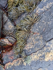 Pelvetia canaliculata