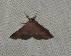 Hypospila