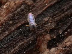 Lepidocyrtus cyaneus