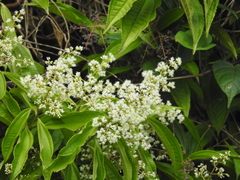 Miconia prasina