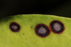 Mycosphaerella colorata image
