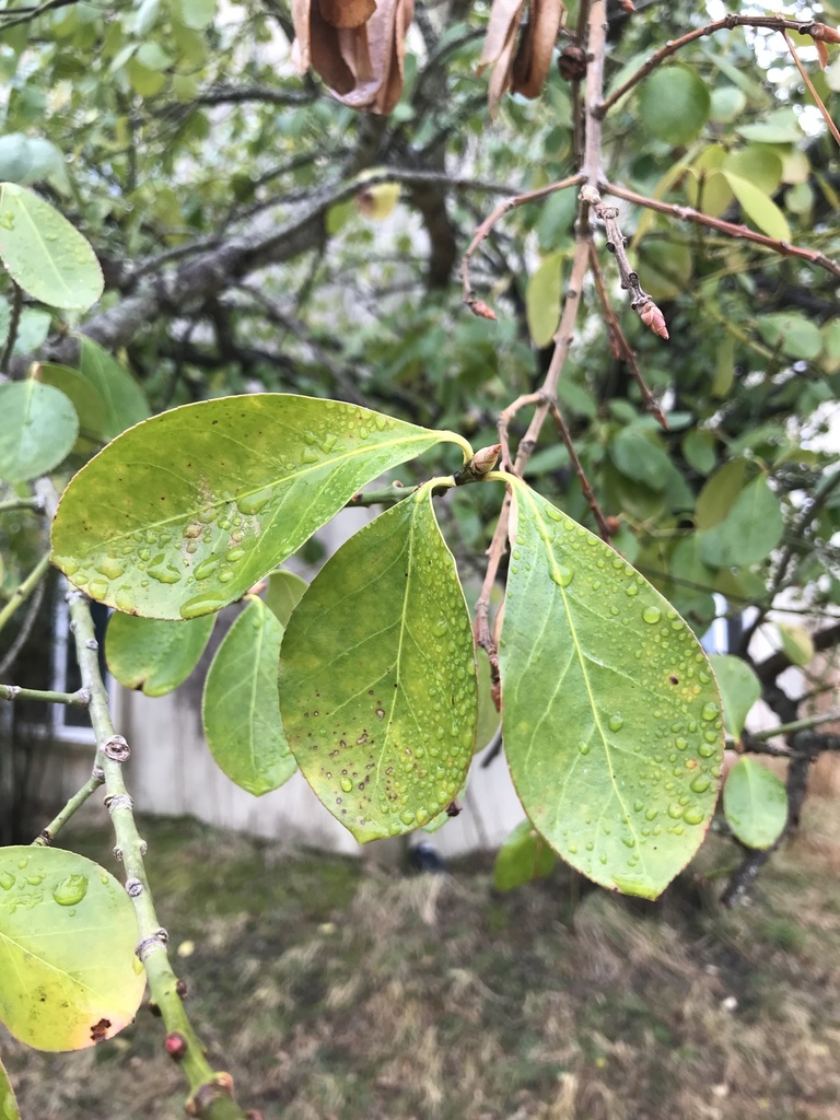 fortune's spindle from Whittaker Dr, Gloucester, VA, US on February 25