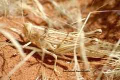 Schistocerca gregaria flaviventris