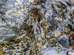 Fucus