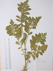 Centaurea scabiosa alpestris