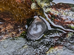 Littorina littorea