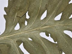Centaurea scabiosa alpestris