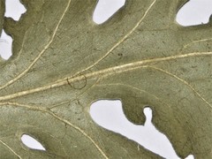 Centaurea scabiosa alpestris