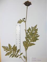 Centaurea scabiosa alpestris