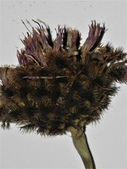 Centaurea scabiosa alpestris