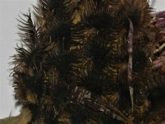 Centaurea scabiosa alpestris