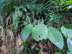 Piper glabrescens