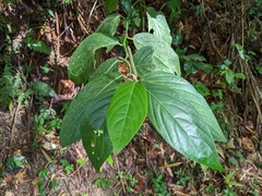 Piper glabrescens