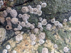 Semibalanus balanoides