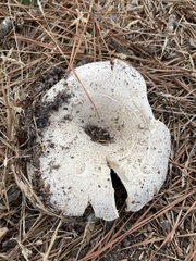 Russula vesicatoria
