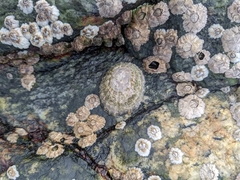 Semibalanus balanoides