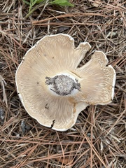 Russula vesicatoria