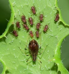 Uroleucon sonchi