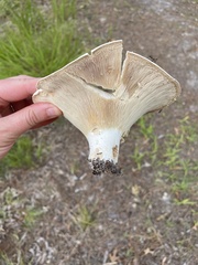 Russula vesicatoria