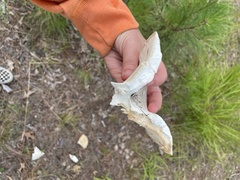 Russula vesicatoria