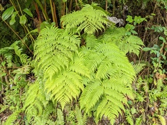 Cyathea arborea
