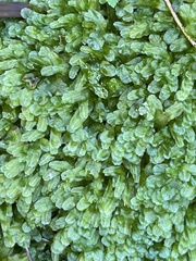 Symphyogyna podophylla