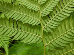 Cyathea arborea