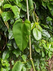Philodendron consanguineum