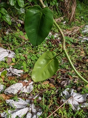 Philodendron consanguineum