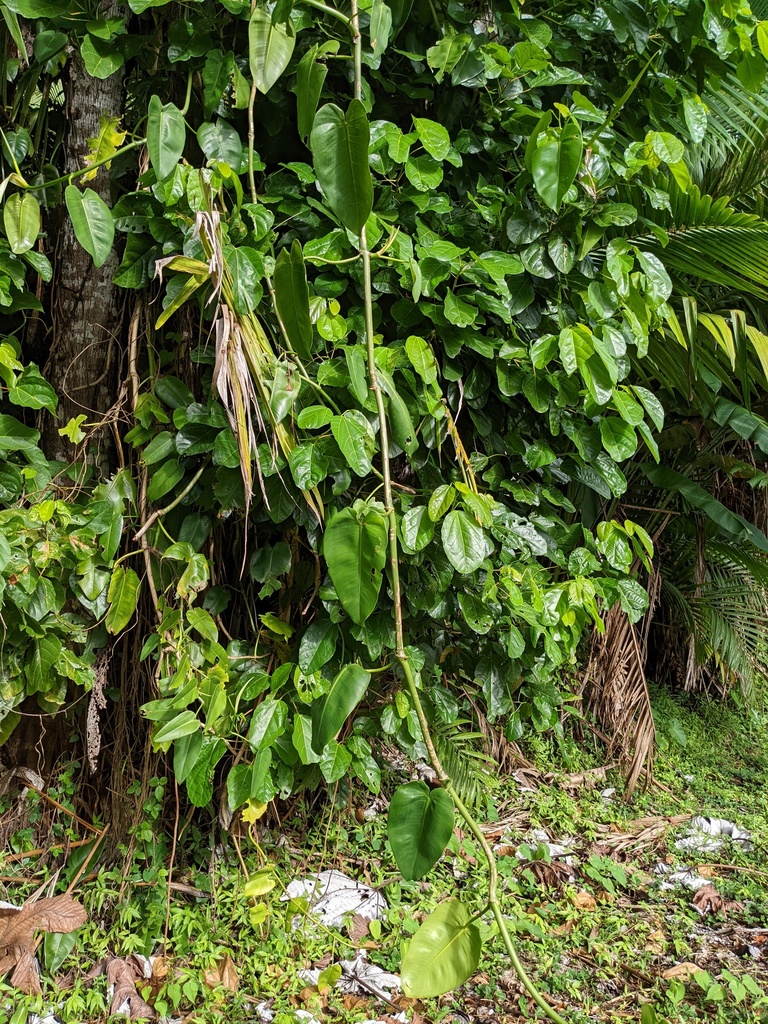philodendron imperial green giftig Philodendron Imperial Green Houseplants | Hortology main image 0