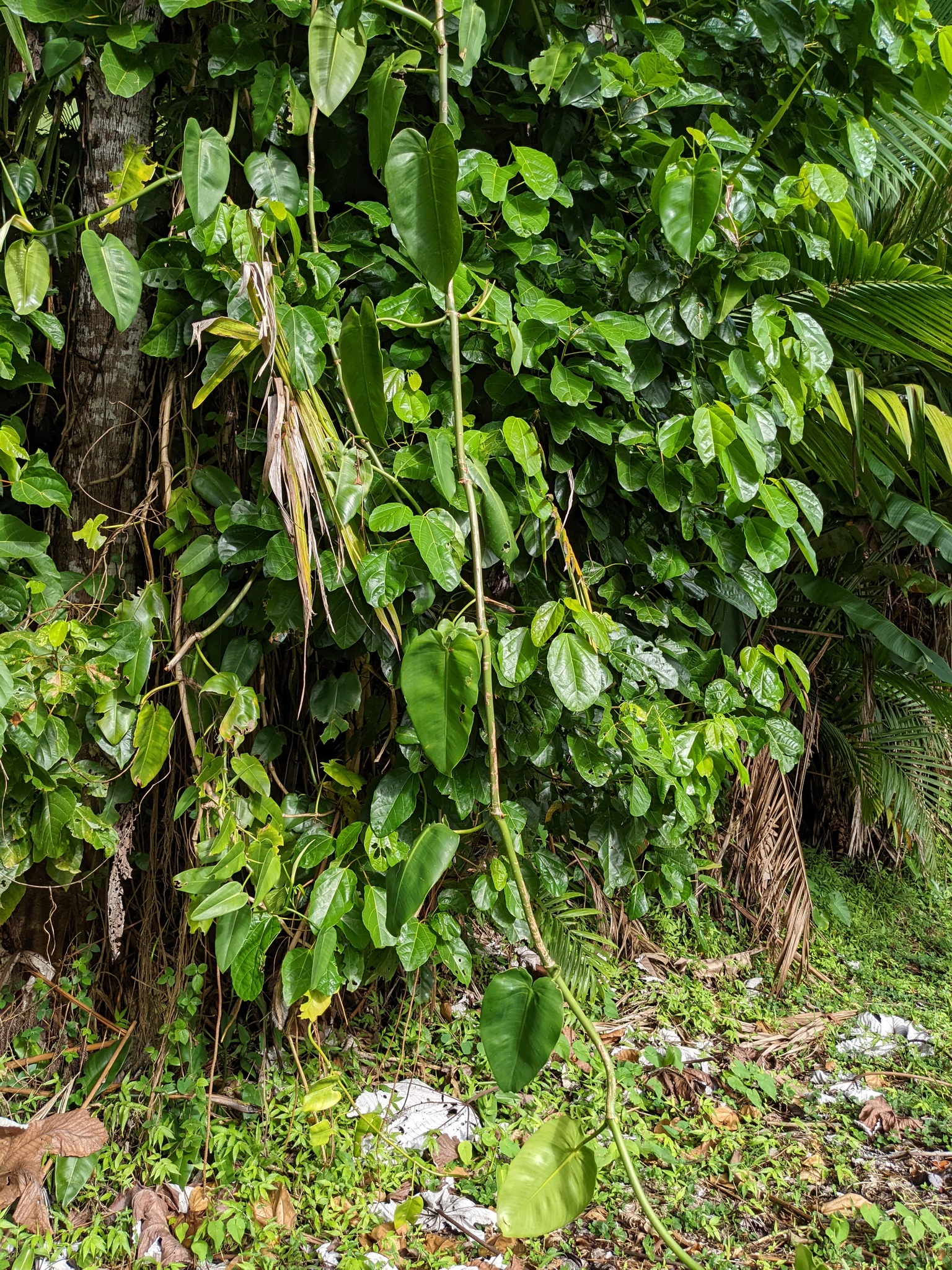 Philodendron consanguineum