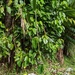 Philodendron consanguineum - Photo (c) Claire O'Neill, alguns direitos reservados (CC BY-NC), uploaded by Claire O'Neill