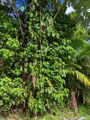 Philodendron consanguineum