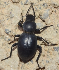 Tentyria incerta