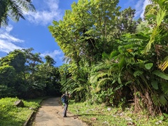 Philodendron consanguineum